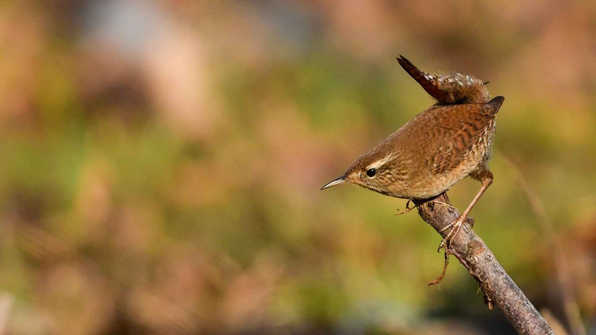 Eurasian Wren